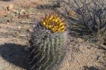 Barrel Cactus