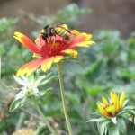 Bee in Garvan Gardens