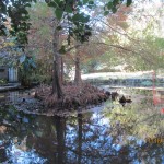 Bellingrath Cypress