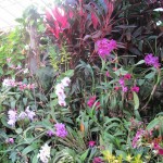 Bellingrath inside hot house