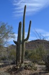 Big Ass Cactus