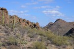 Cacti in the park