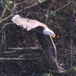 Eagle in Catherine's Landing