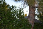 Hummingbird at our Las Vegas Site