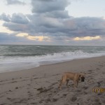 Juno Beach Millie guarding seaweed