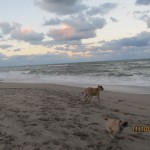 Juno Beach dogs gone wild