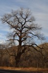 Lots of old cottonwoods