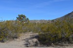 Nevada
