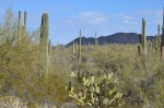 Saguaro State Park
