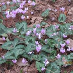 Wild Violets
