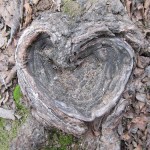 tree root outside our RV site