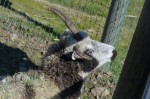4 horns 2 on each side
