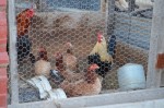 Chicken coup by our site