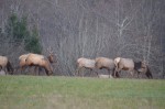 Elk herd on Hwy 101