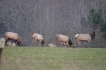 Elks at Elk Crossing