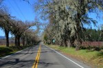 Lined with dying trees