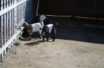 Lots of baby fainting goats