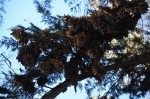 More clusters of Monarchs