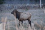 No horn Elk