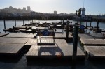 Pier 39 Seal Lions