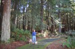 Redwood rest stops