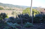 View from the patio