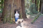 Walking through Redwood trees