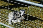 baby fainting goats