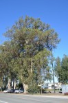 eucalyptus tree
