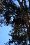 heavy branches full of Monarchs