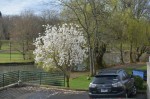 Blooms outside our window