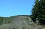 Clear cut logging
