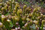 Darlingtonia Californica