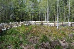 Darlingtonia State Natural Site