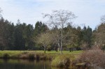 Geese at Eel Lake
