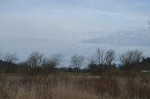 Geese flying over bird sanctuary
