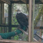 Injured eagle