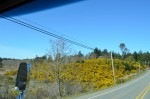 More yellow