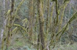 Moss on trees along Rt 126