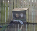 Nesting Barn Owls