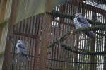 Nesting pair