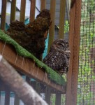 Northern Spotted Owl