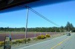 Old truck, cranberries and yellow