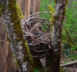 Part of an Eagles nest