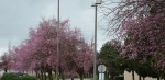 Pink blooms in the area