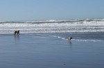 Pups on the beach