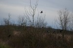 Red Winged Black Bird