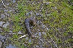Slug on the bird sanctuary path