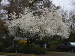 White blooms in the area