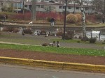 Wild birds in Eugene